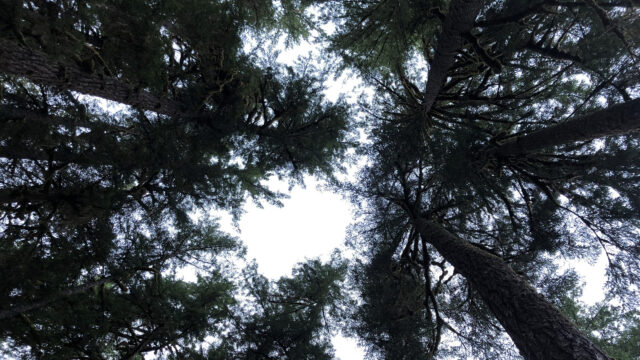 Fighting Back When Police Cross the Line in Criminal Cases